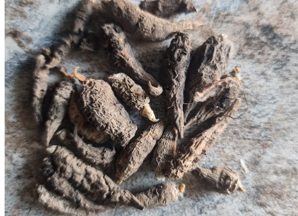 🖤 Herbal Nature’s Ancient Healing Power